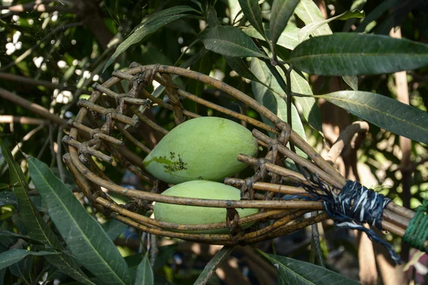 Mangoes in long handled — Stock Photo, Image