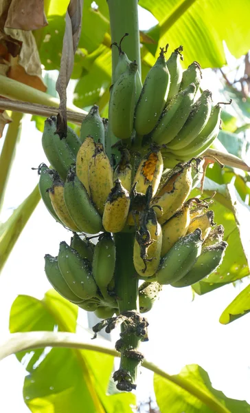 Ramo de plátanos de maduración en el árbol —  Fotos de Stock