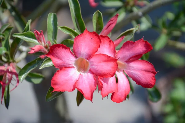 Роза пустелі або ping bignonia — стокове фото
