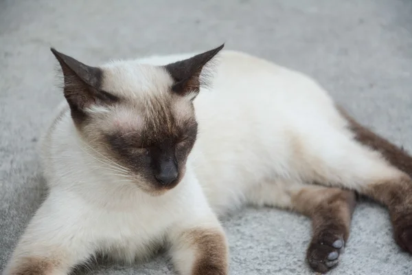 Witte Thaise kat op betonnen vloer — Stockfoto