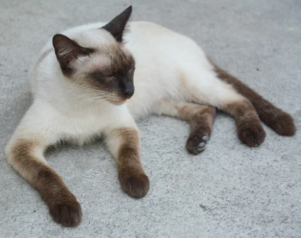 White thai cat on concrete floor — Stock Photo, Image