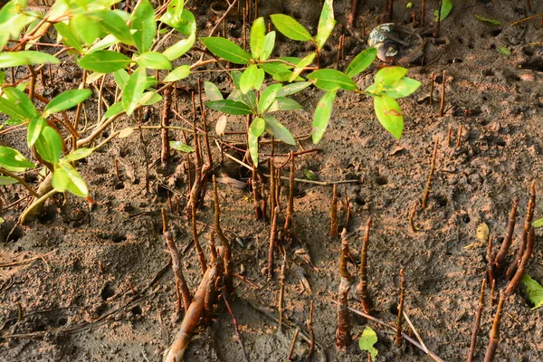 マングローブ林のシオマネキ — ストック写真