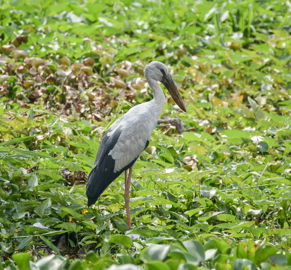 Great blue heron standing in the swamp — Stock Photo, Image