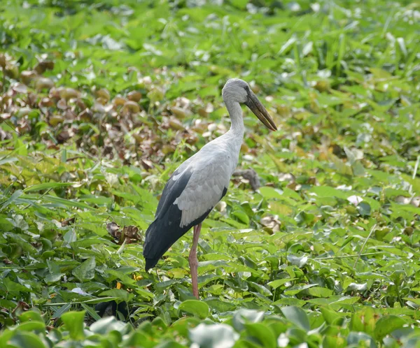 Blauwe reiger staande in het moeras — Stockfoto