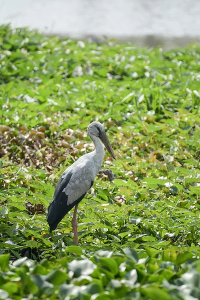 Great blue heron standing in the swamp — Stock Photo, Image