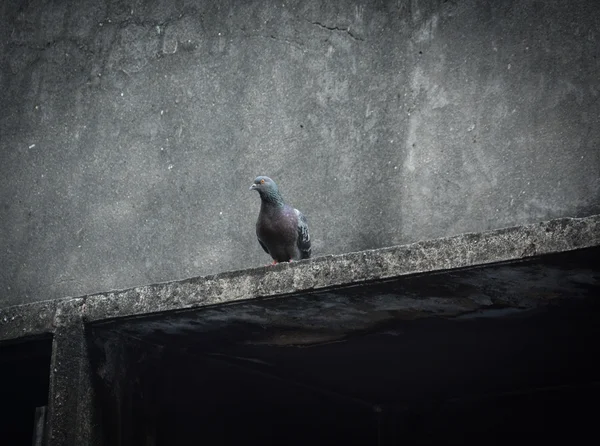 Güvercinler evin çatısında oturuyor. — Stok fotoğraf
