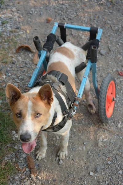 Desactivar perro en una silla de ruedas en el suelo —  Fotos de Stock