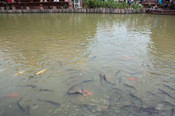 Fisk i dam, Thailand - Stock-foto