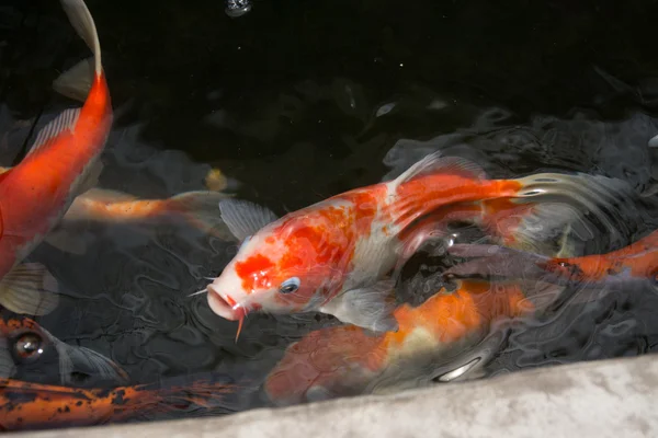 鱼儿在池塘里游泳 — 图库照片