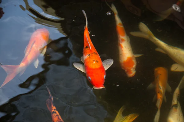 鱼儿在池塘里游泳 — 图库照片