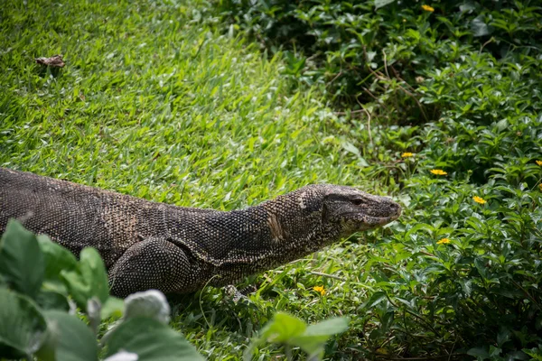 Clouded Monitor Lizard (Varanus nebulosus) na grama, Tailândia — Fotografia de Stock