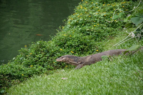 Lagarto monitor nublado (Varanus nebulosus) en hierba, Tailandia —  Fotos de Stock