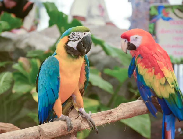 Guacamayo colorido en Pantanal — Foto de Stock