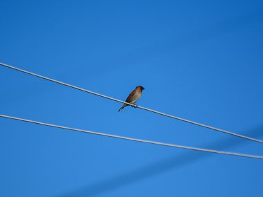 Mavi gökyüzü ile elektrik hattı üzerinde kuş duran