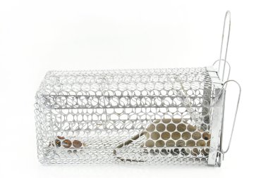 Beyaz arka planda kafes tuzak içinde sıçan