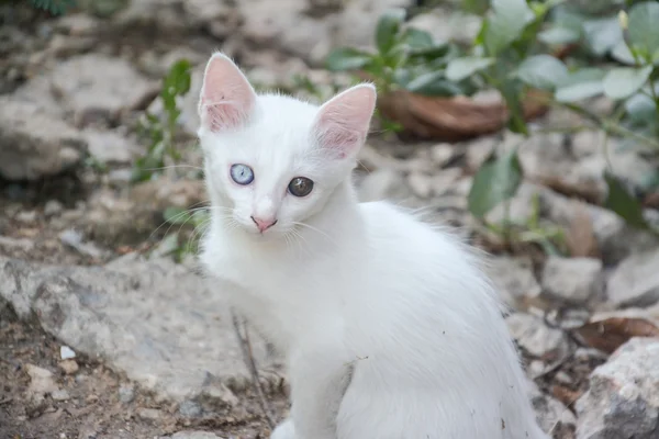 Witte kat met verschillende kleur van ogen, witte Thaise kitten — Stockfoto