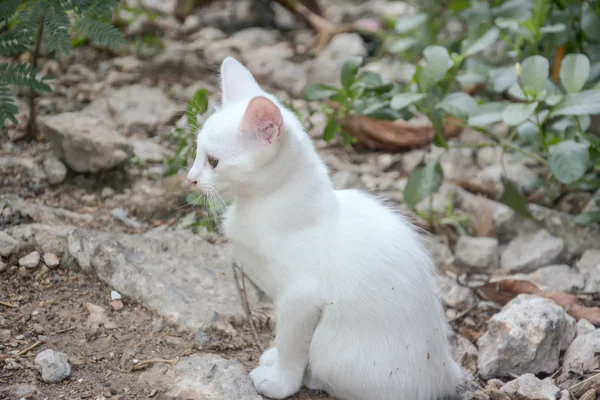 White thai kitten — Stock Photo, Image