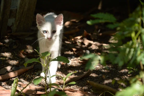 Witte kat met verschillende kleur van ogen, witte Thaise kitten — Stockfoto
