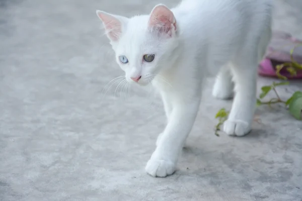 White cat with different color of eyes ,white thai kitten — Stock Photo, Image