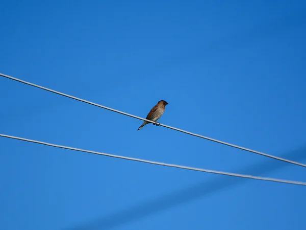 Pták stojící na elektrickou šňůru s modrou oblohou — Stock fotografie