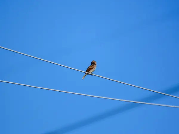 Pták stojící na elektrickou šňůru s modrou oblohou — Stock fotografie