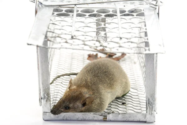 Rat in the cage trap in white background — Stock Photo, Image