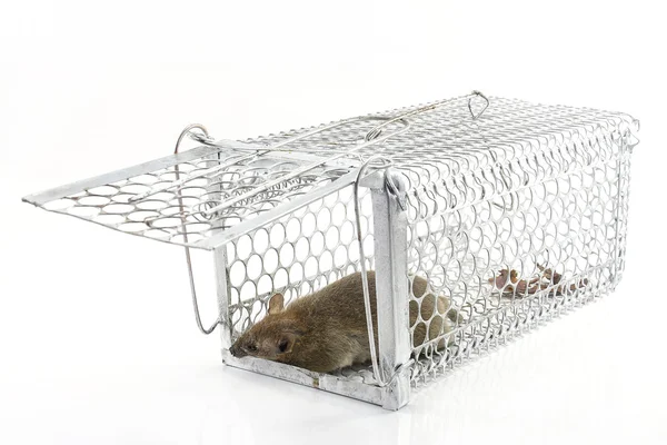 Szczur w klatce pułapkę w tle — Zdjęcie stockowe