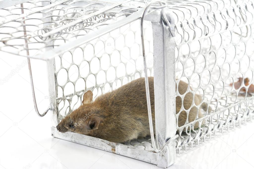Rat in the cage trap in white background