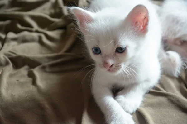 Gatinho tailandês branco, gato tailandês — Fotografia de Stock