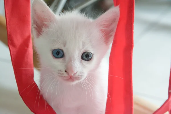 Άσπρο γατάκι Ταϊλάνδης, ταϊλανδέζικο γάτα — Φωτογραφία Αρχείου