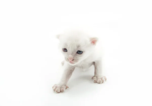 Μικρό λευκό γατάκι απομονωμένο σε λευκό φόντο — Φωτογραφία Αρχείου