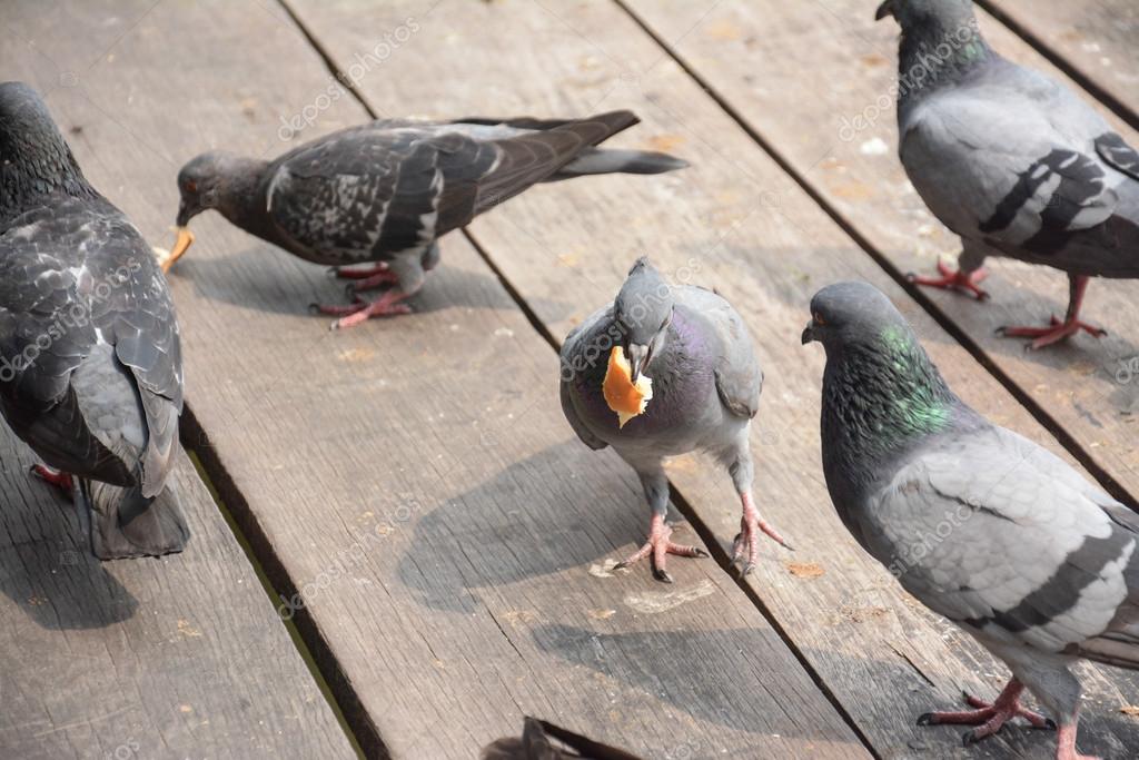 Flock of pigeons eating bread crumbs on wood floor at floating market