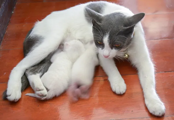 Kat haar kittens de kat feeds een kittens beetje kitten verpleegkunde — Stockfoto