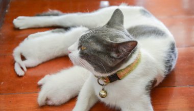 kedi onu yavru kedi küçük bir yavru kedicik kedi beslemek bakım