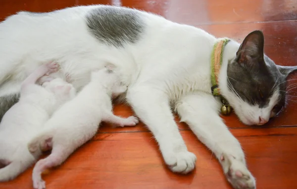 Cat nursing her kittens The cat feeds a kittens little kitten — Stock Photo, Image