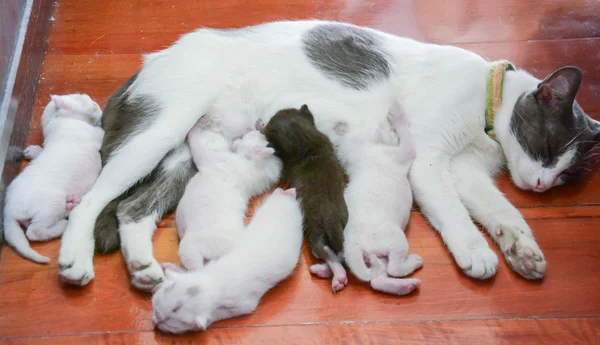 Cat nursing her kittens The cat feeds a kittens little kitten — Stock Photo, Image