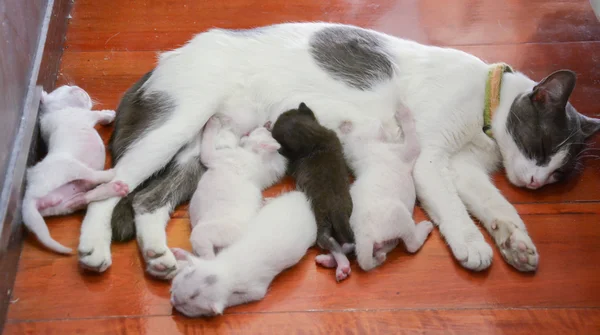 Cat nursing her kittens The cat feeds a kittens little kitten — Stock Photo, Image