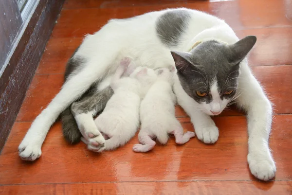 Cat nursing her kittens The cat feeds a kittens little kitten — Stock Photo, Image