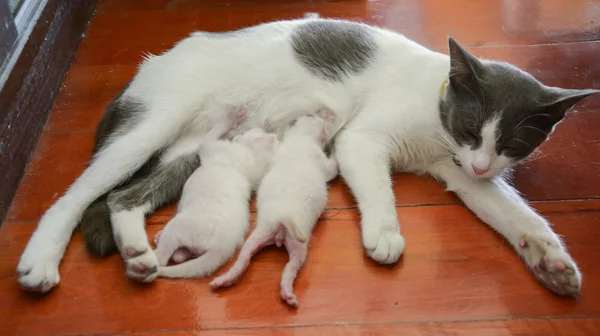 Cat nursing her kittens The cat feeds a kittens little kitten — Stock Photo, Image