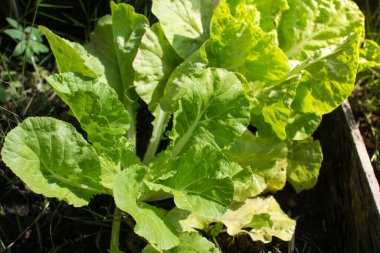 Tayland 'da organik marul bahçesi