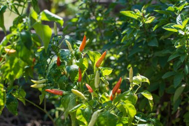 Karen Pepper bahçede yetişiyor. 