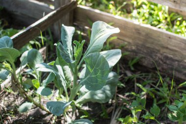 Küçük bahçede karalahana.