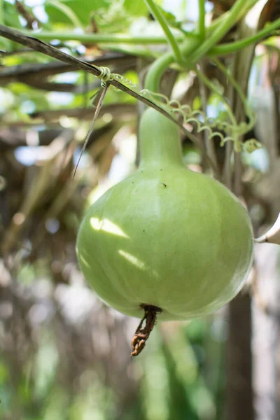 Planta Calabaza Parcela Vegetal Jardín —  Fotos de Stock