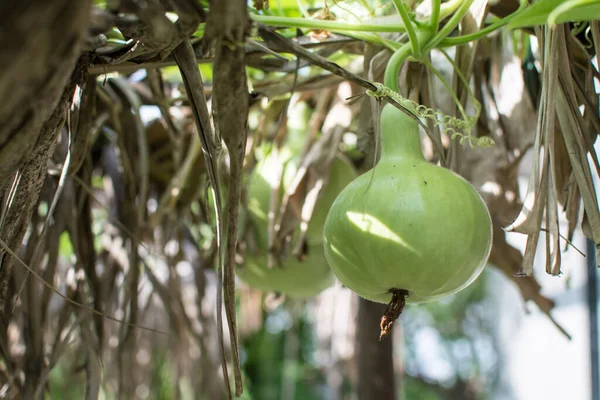 Planta Calabaza Parcela Vegetal Jardín —  Fotos de Stock