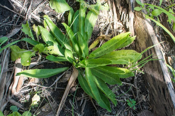 Culantro, Long kişniş, Sawtooth kişniş veya bahçedeki Eryngium foetidum dalı
