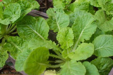 Bahçede lahana yetişiyor.. 