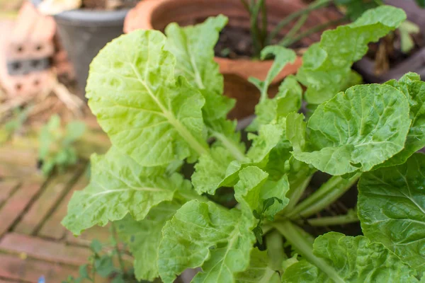 Cabbage Growing Garden — Stock Photo, Image