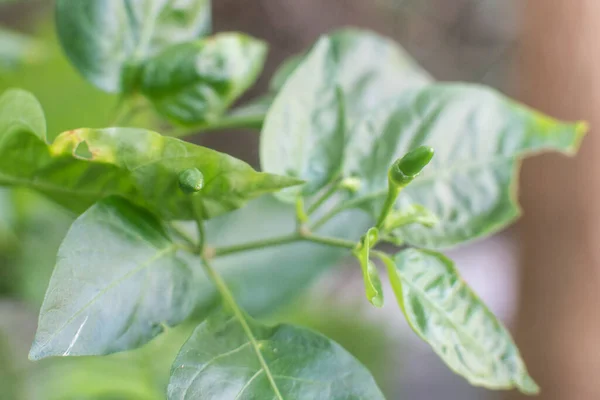 green chili pepper grows on green branch, plantation of vegetables