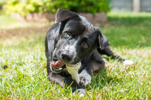 Dog Eat Bone Meadow Bone Made Dried Cow Leather — Φωτογραφία Αρχείου