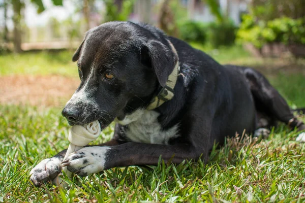 Dog Eat Bone Meadow Bone Made Dried Cow Leather — Stockfoto
